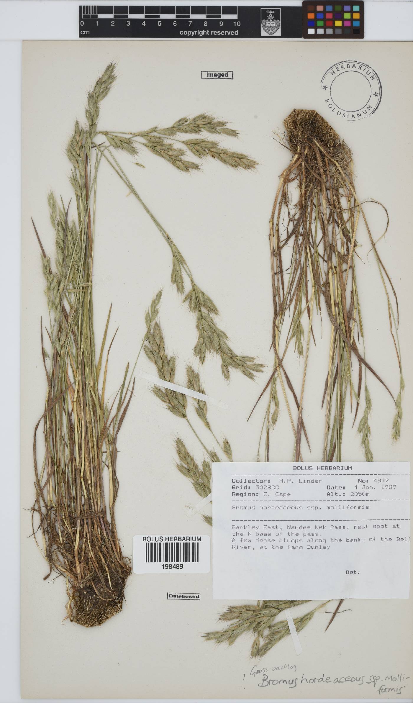 Bromus hordeaceus subsp. molliformis image
