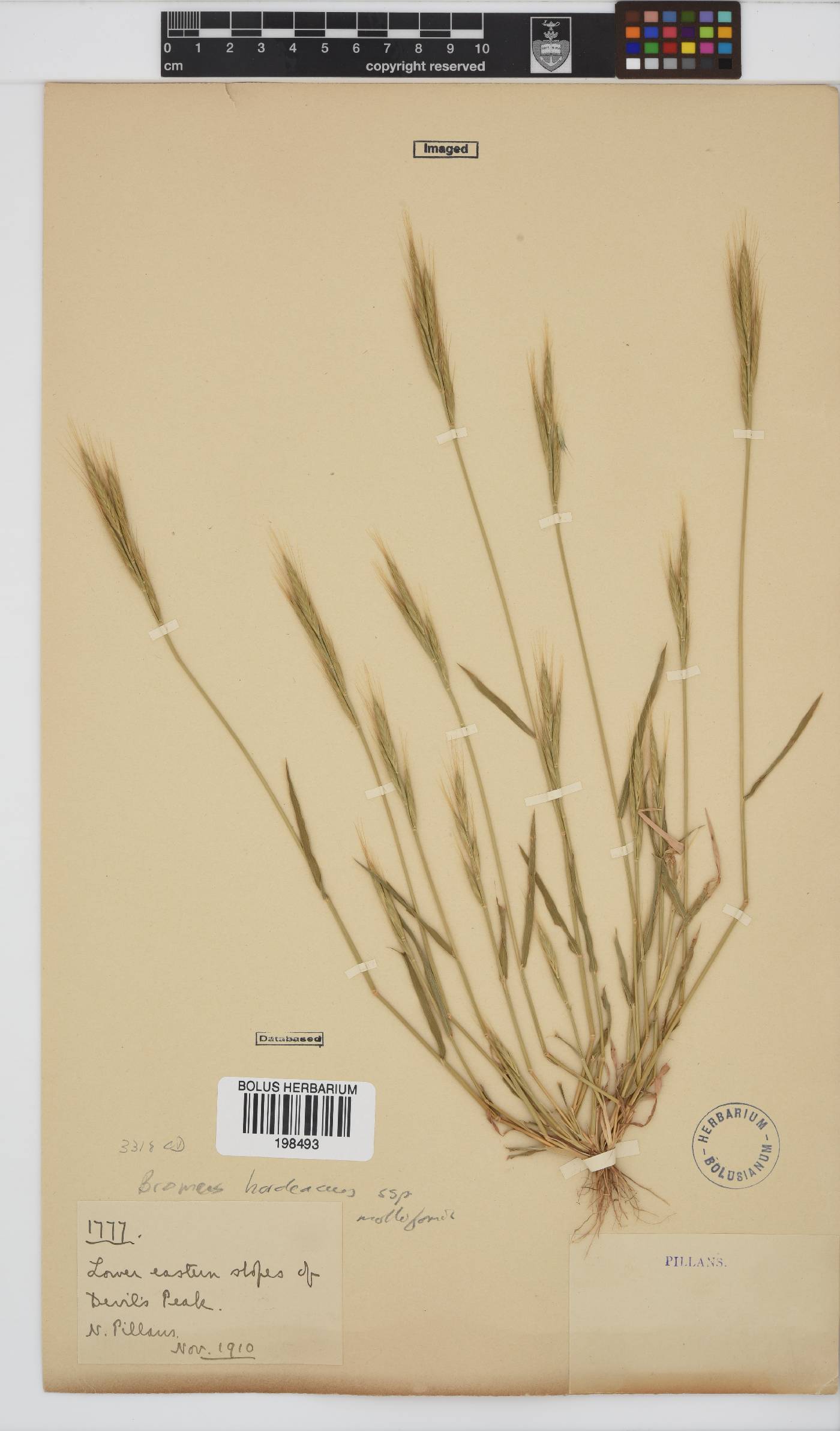 Bromus hordeaceus subsp. molliformis image