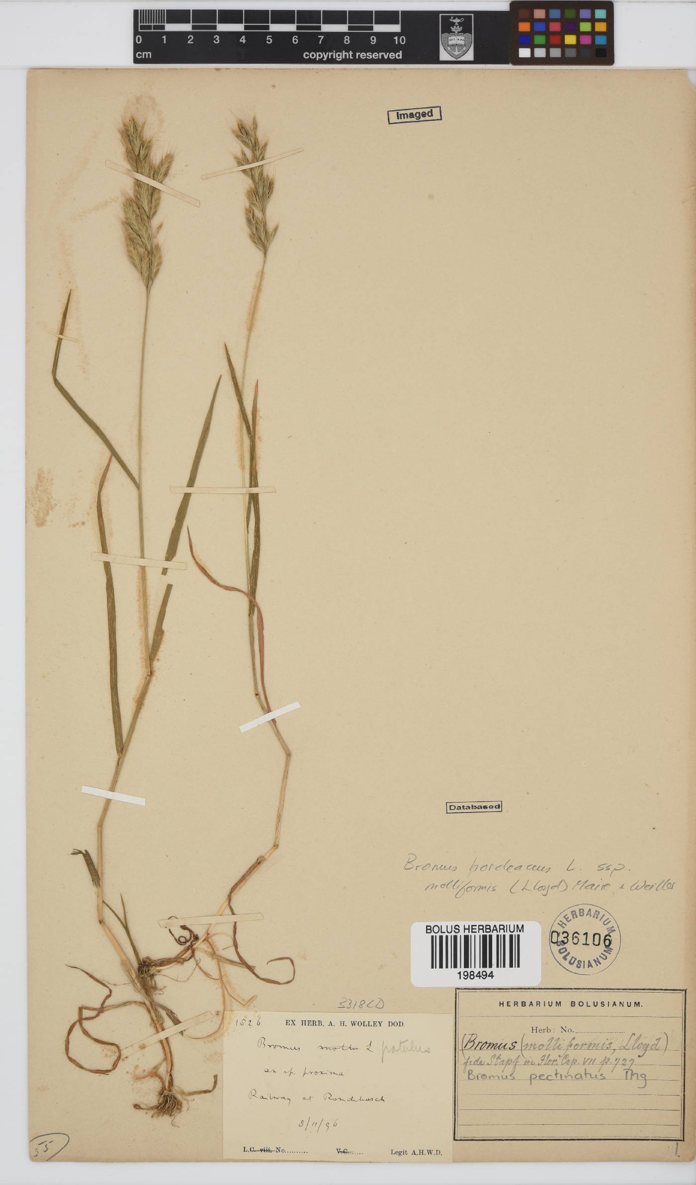 Bromus hordeaceus subsp. molliformis image