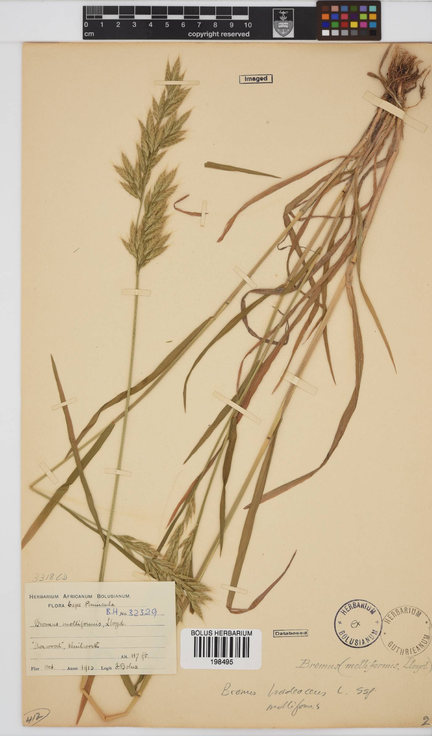 Bromus hordeaceus image