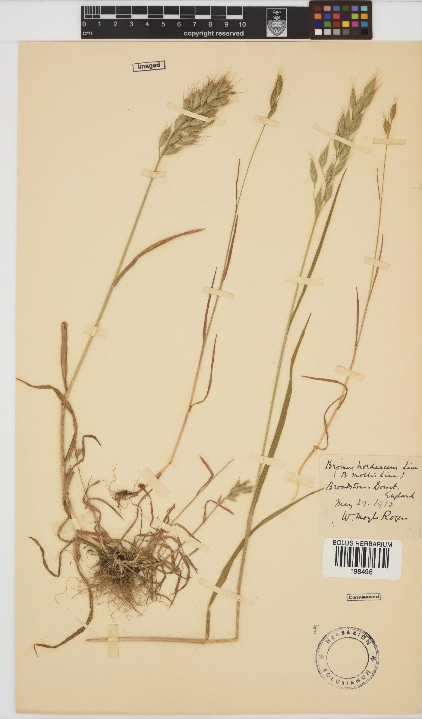 Bromus hordeaceus image