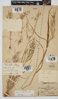 Bromus pectinatus image