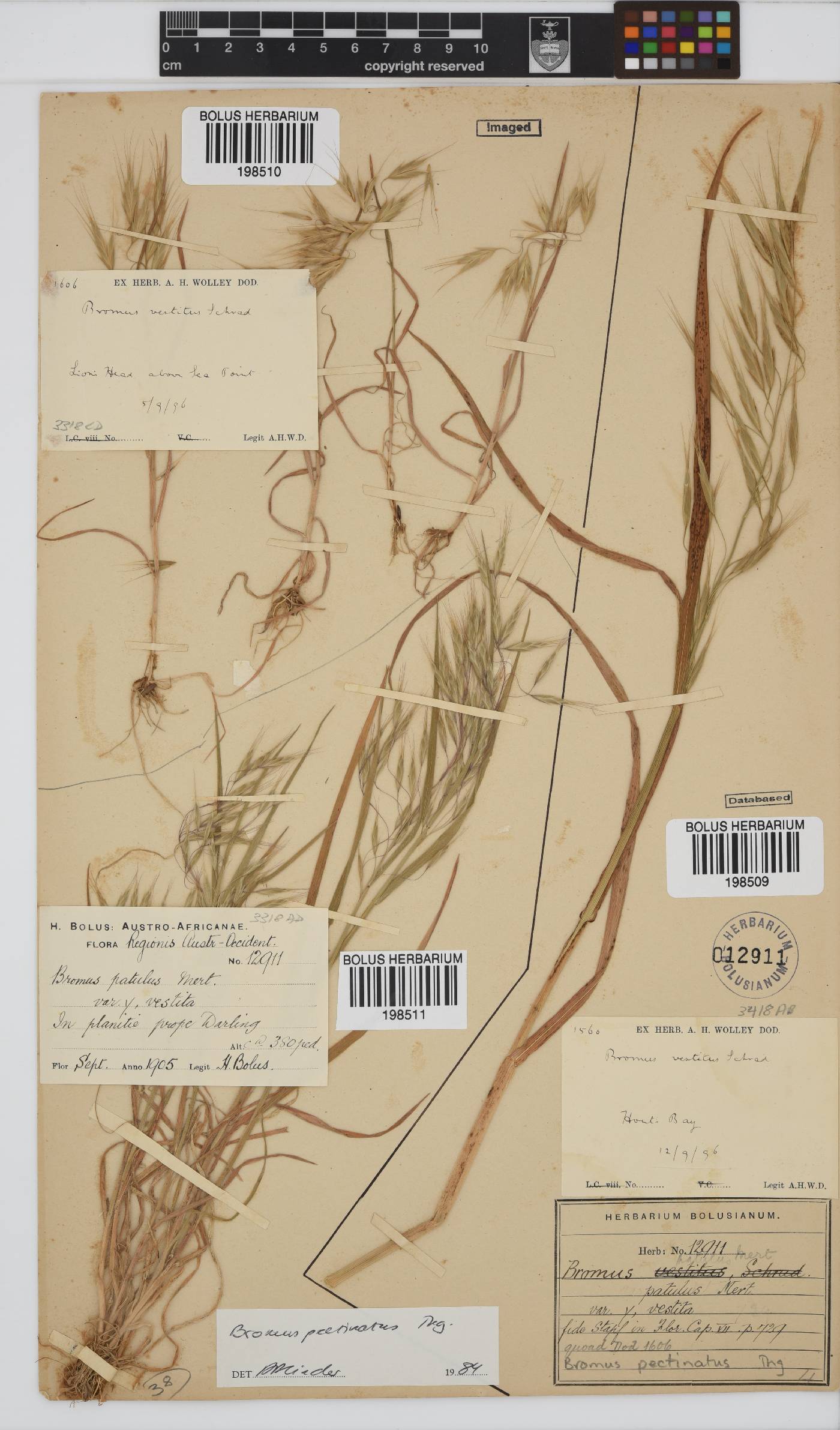 Bromus image