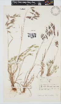 Bromus pectinatus image