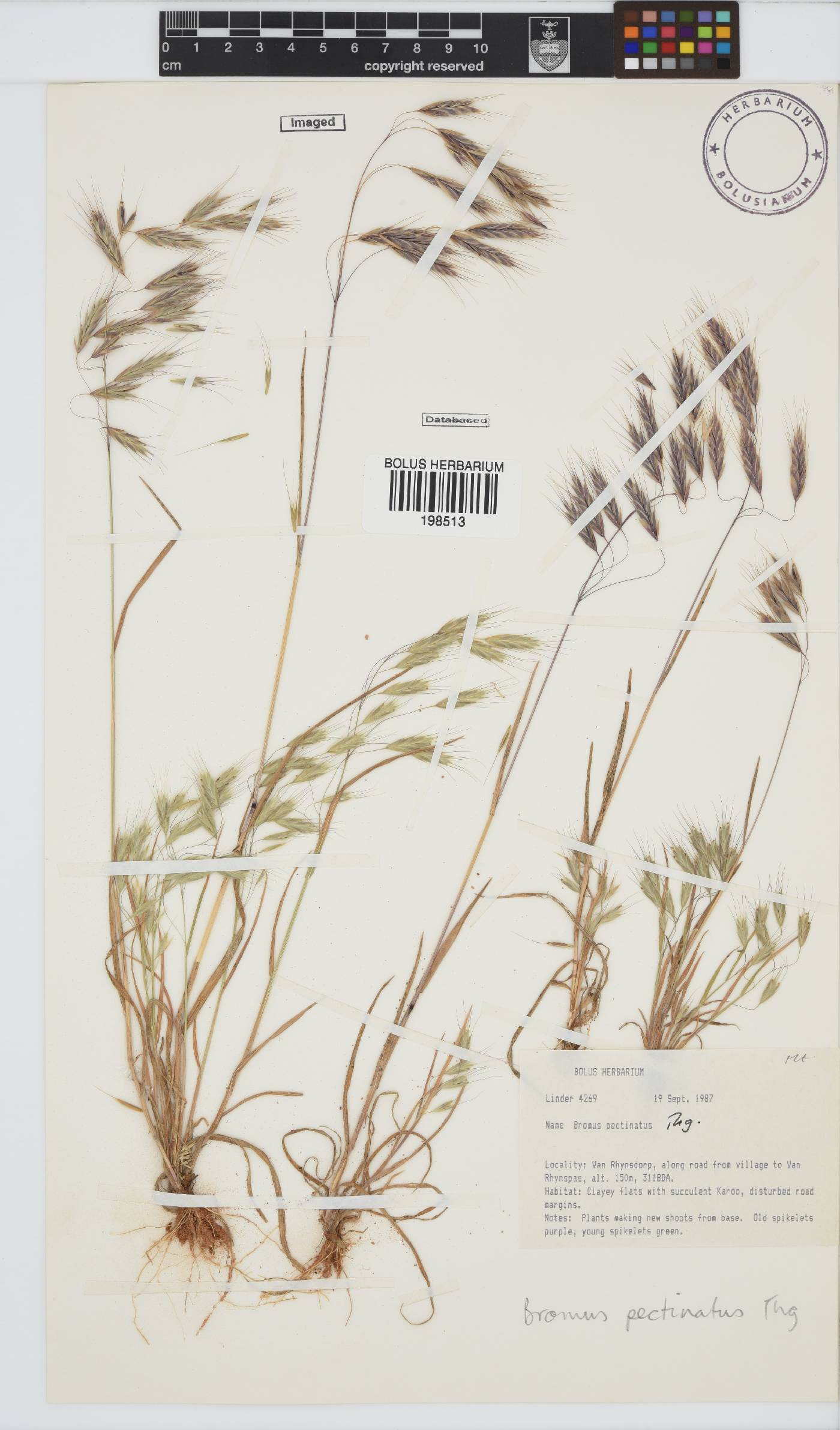 Bromus pectinatus image