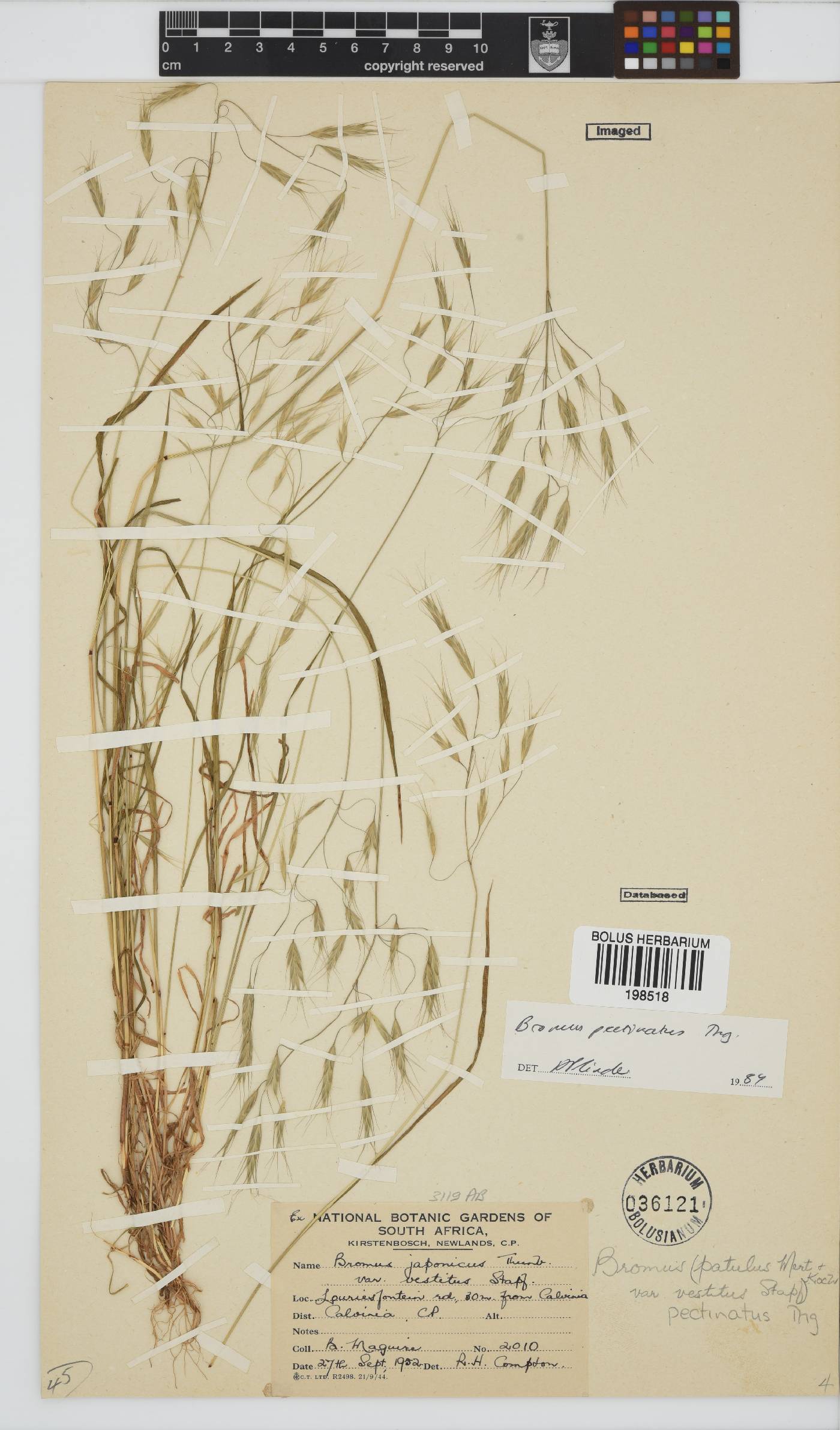 Bromus pectinatus image