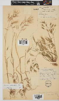 Bromus pectinatus image