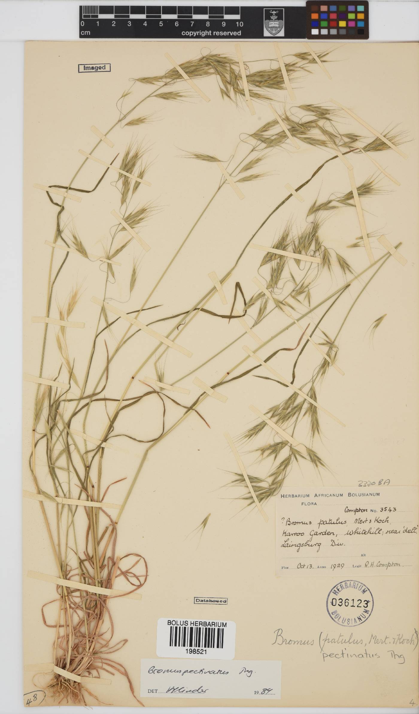 Bromus pectinatus image