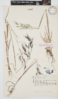 Bromus pectinatus image