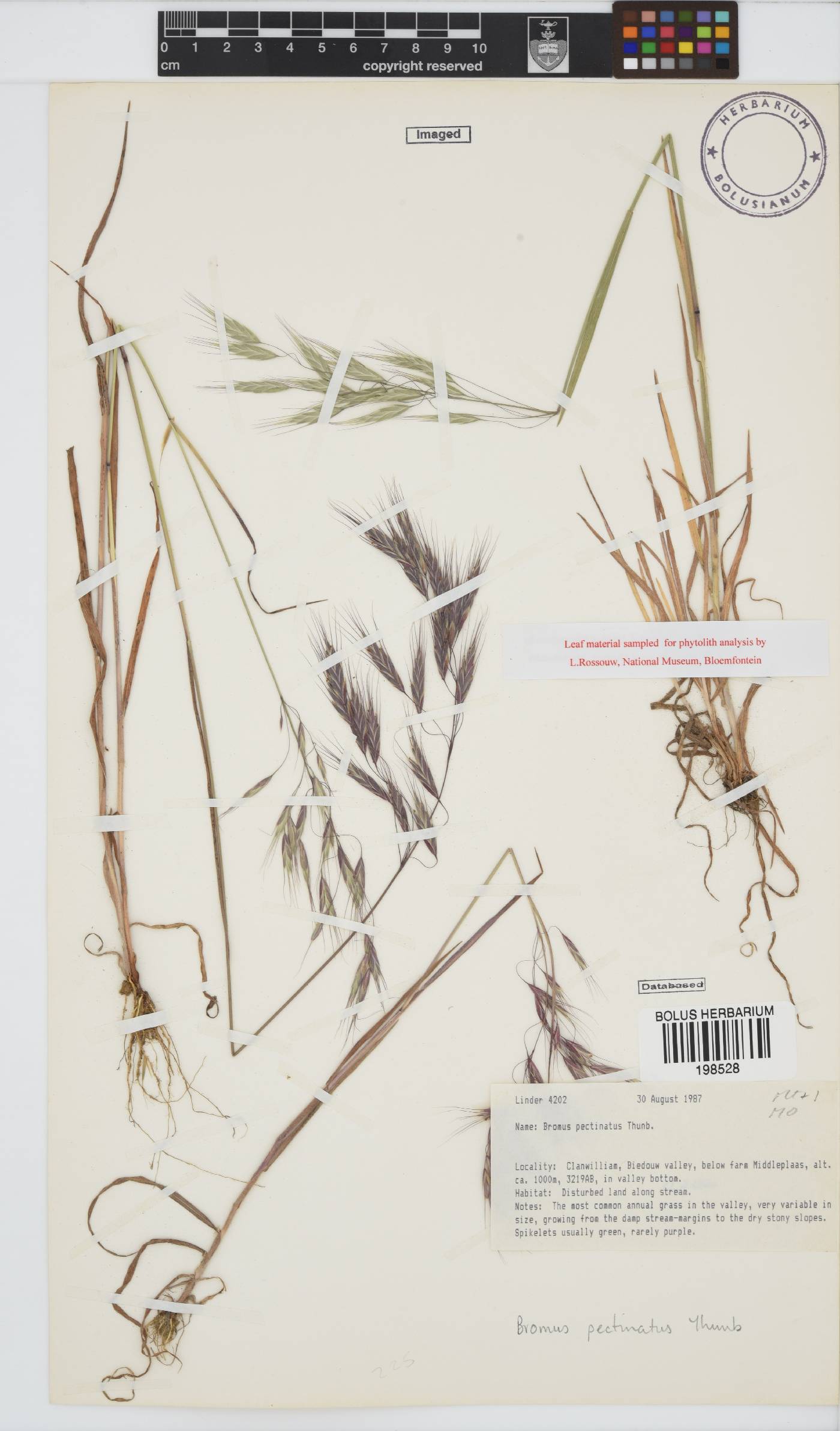 Bromus pectinatus image