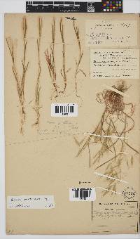 Bromus pectinatus image