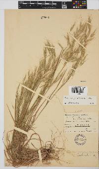 Bromus pectinatus image