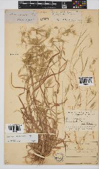 Bromus pectinatus image