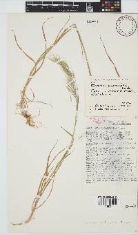 Bromus pectinatus image