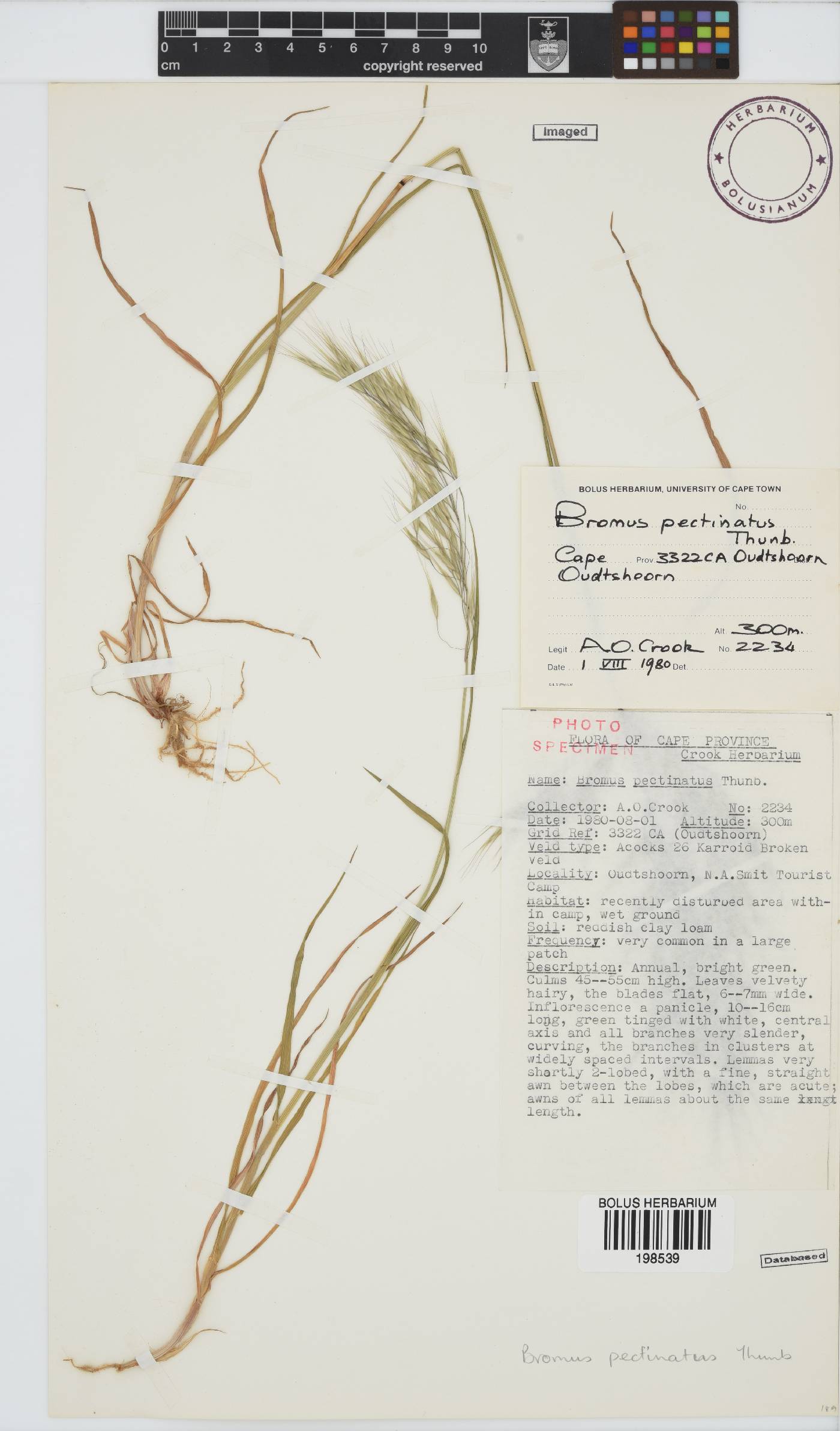 Bromus pectinatus image