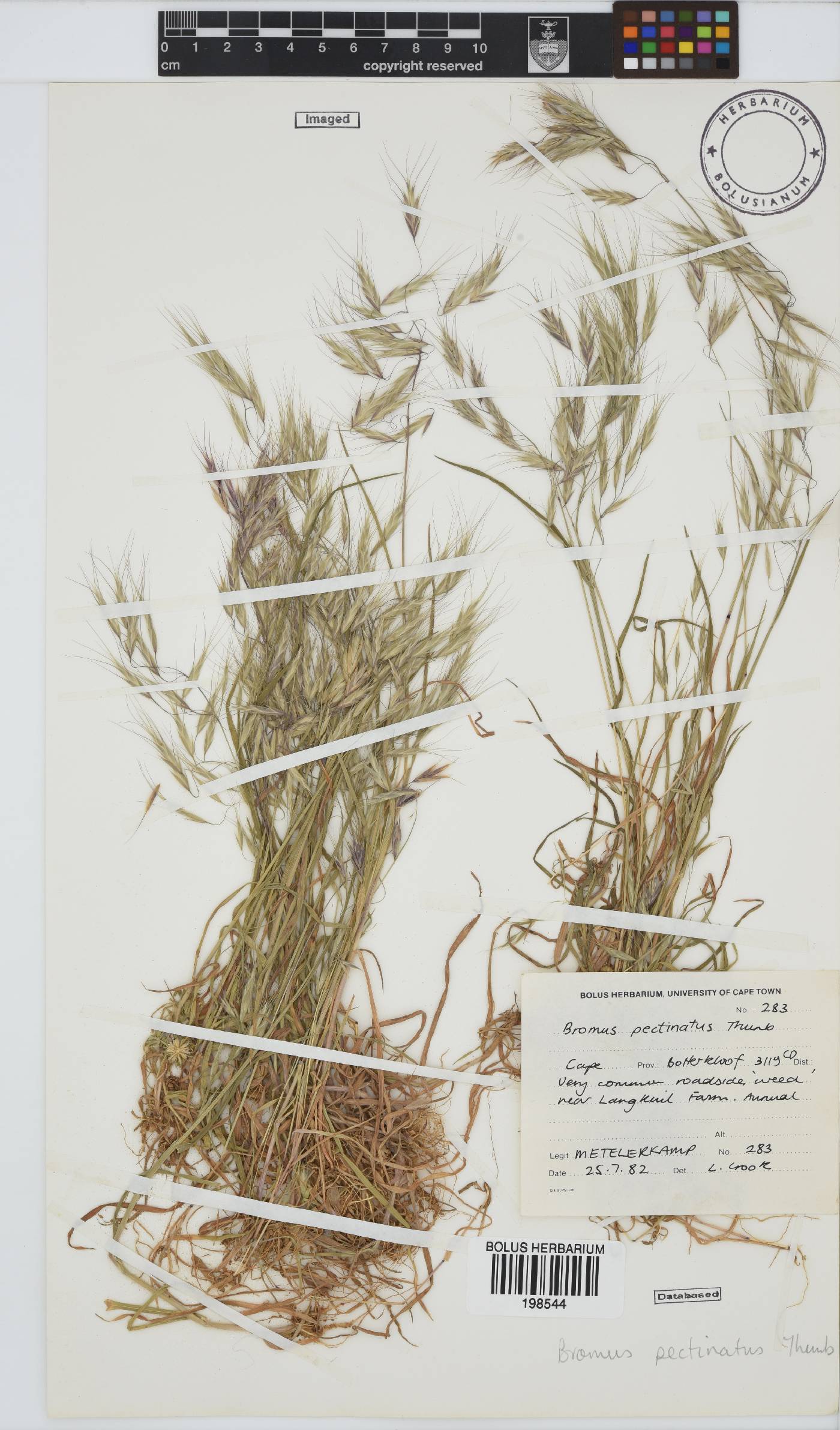 Bromus pectinatus image