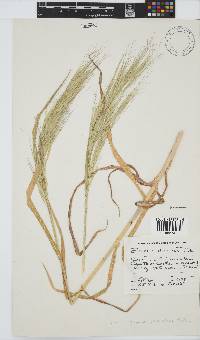 Bromus diandrus image