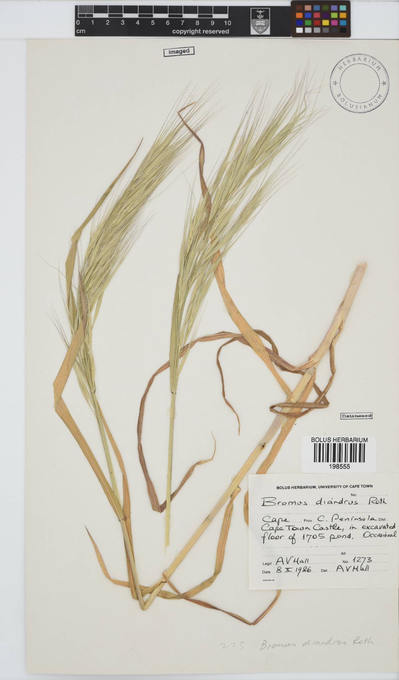 Bromus diandrus image