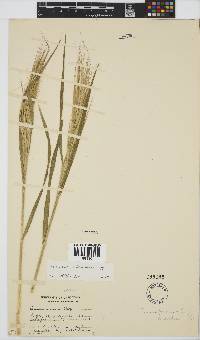 Bromus diandrus image