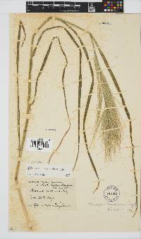 Bromus diandrus image