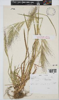 Bromus diandrus image