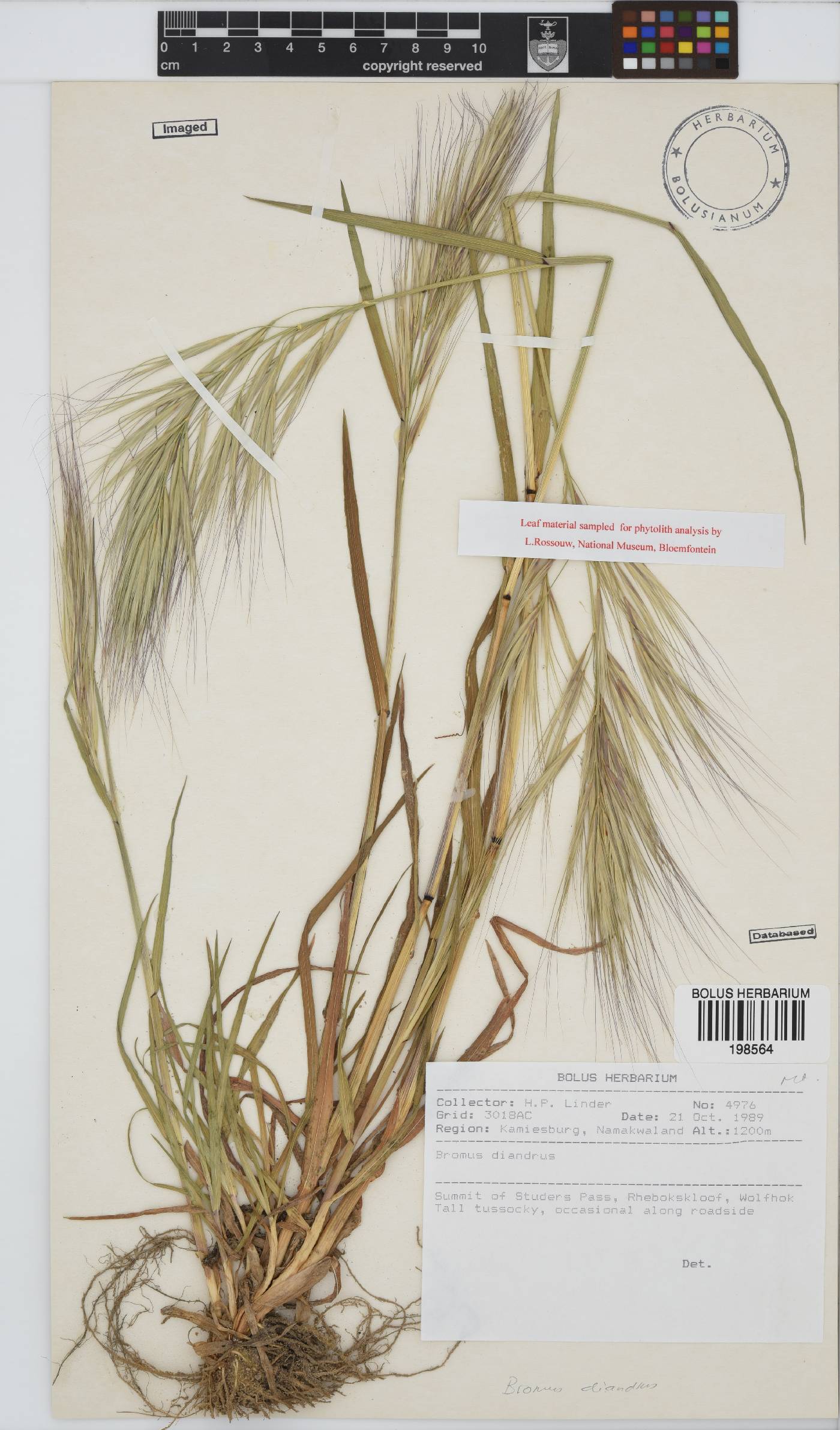 Bromus diandrus image
