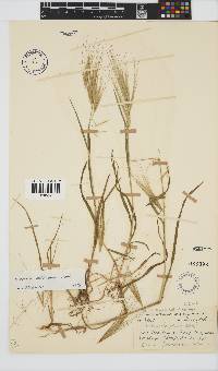 Bromus diandrus image