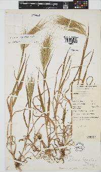 Bromus rigidus image