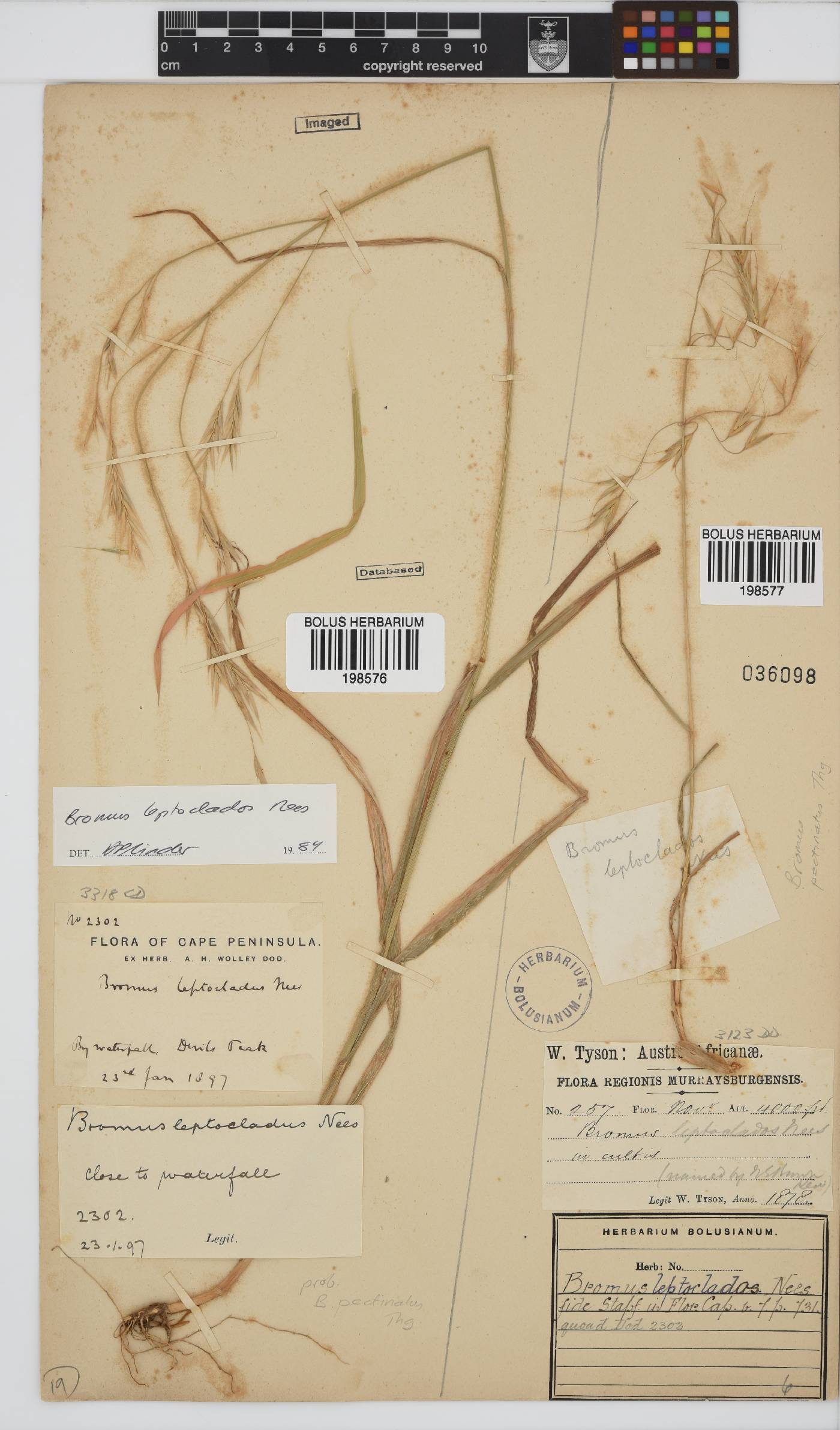 Bromus leptoclados image