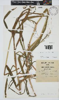 Bromus leptoclados image