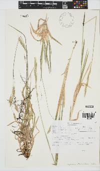 Bromus leptoclados image