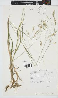 Bromus leptoclados image