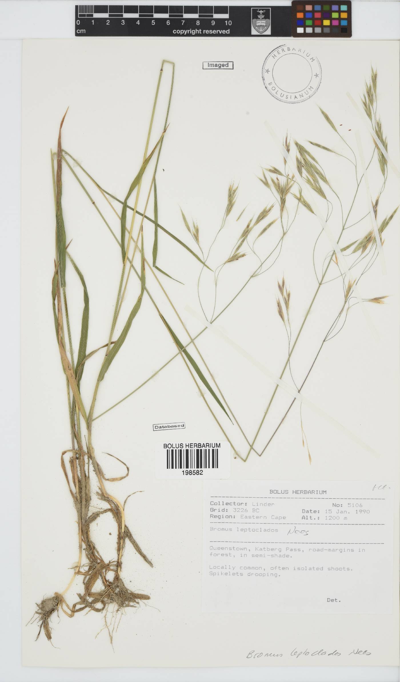 Bromus leptoclados image