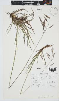 Bromus speciosus image