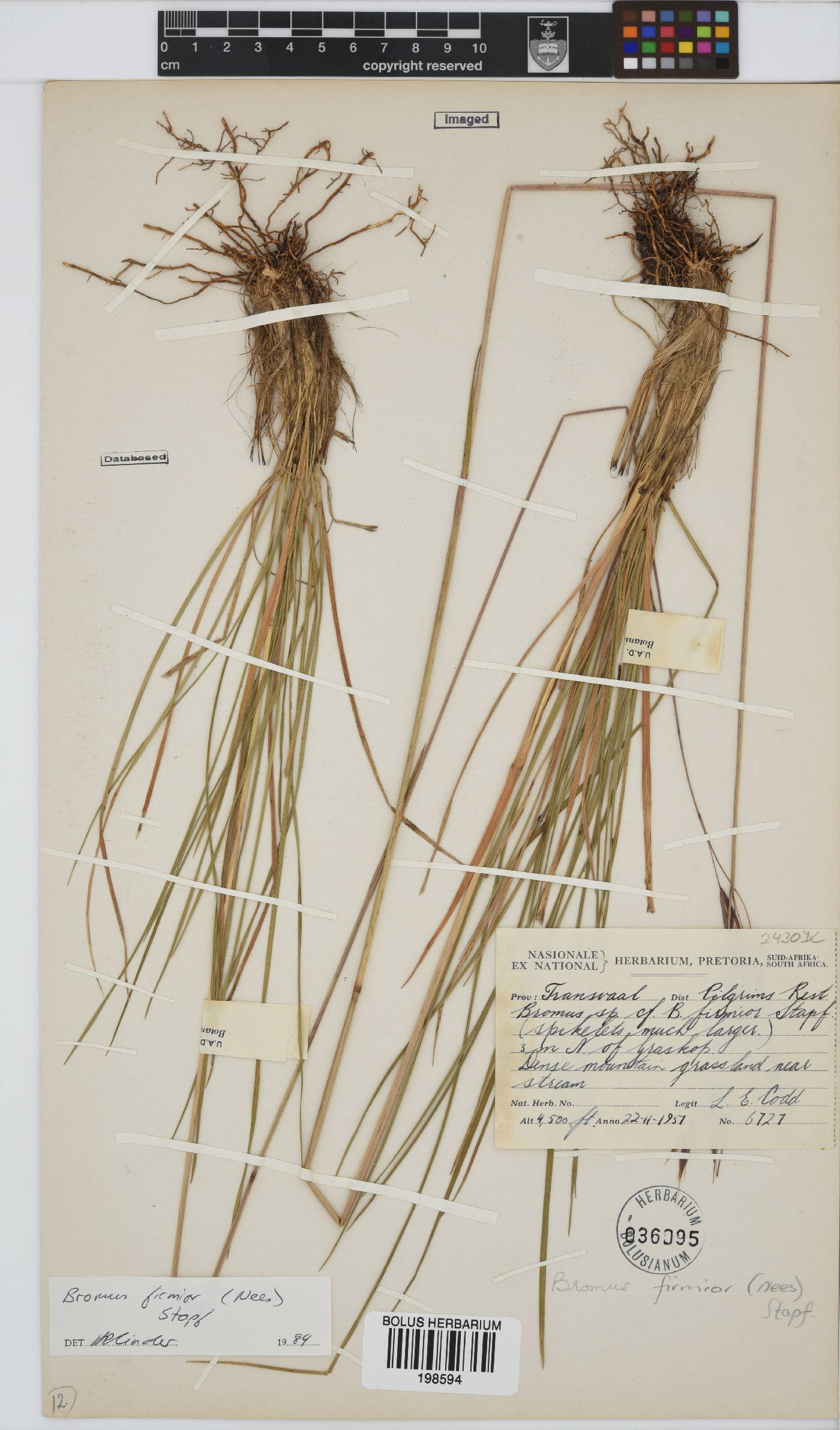 Bromus firmior image