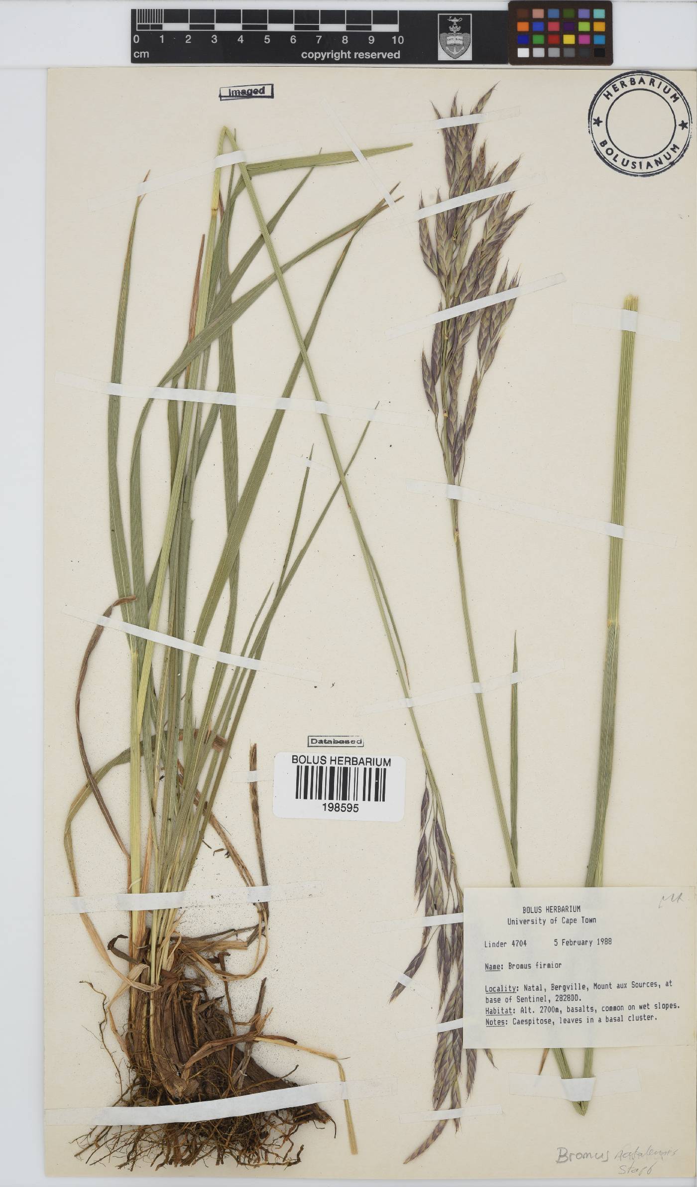 Bromus natalensis image