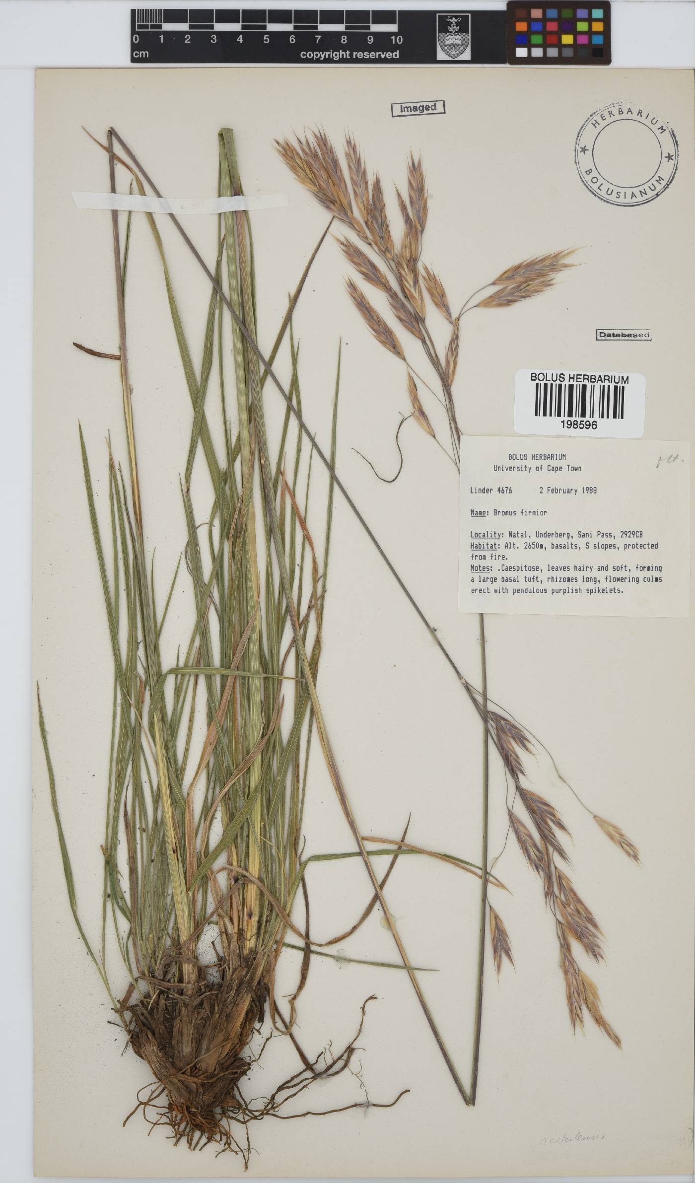 Bromus natalensis image