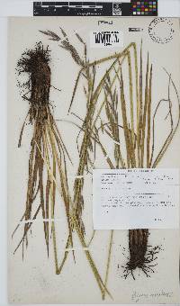 Bromus natalensis image