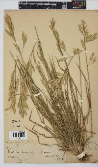 Bromus catharticus image