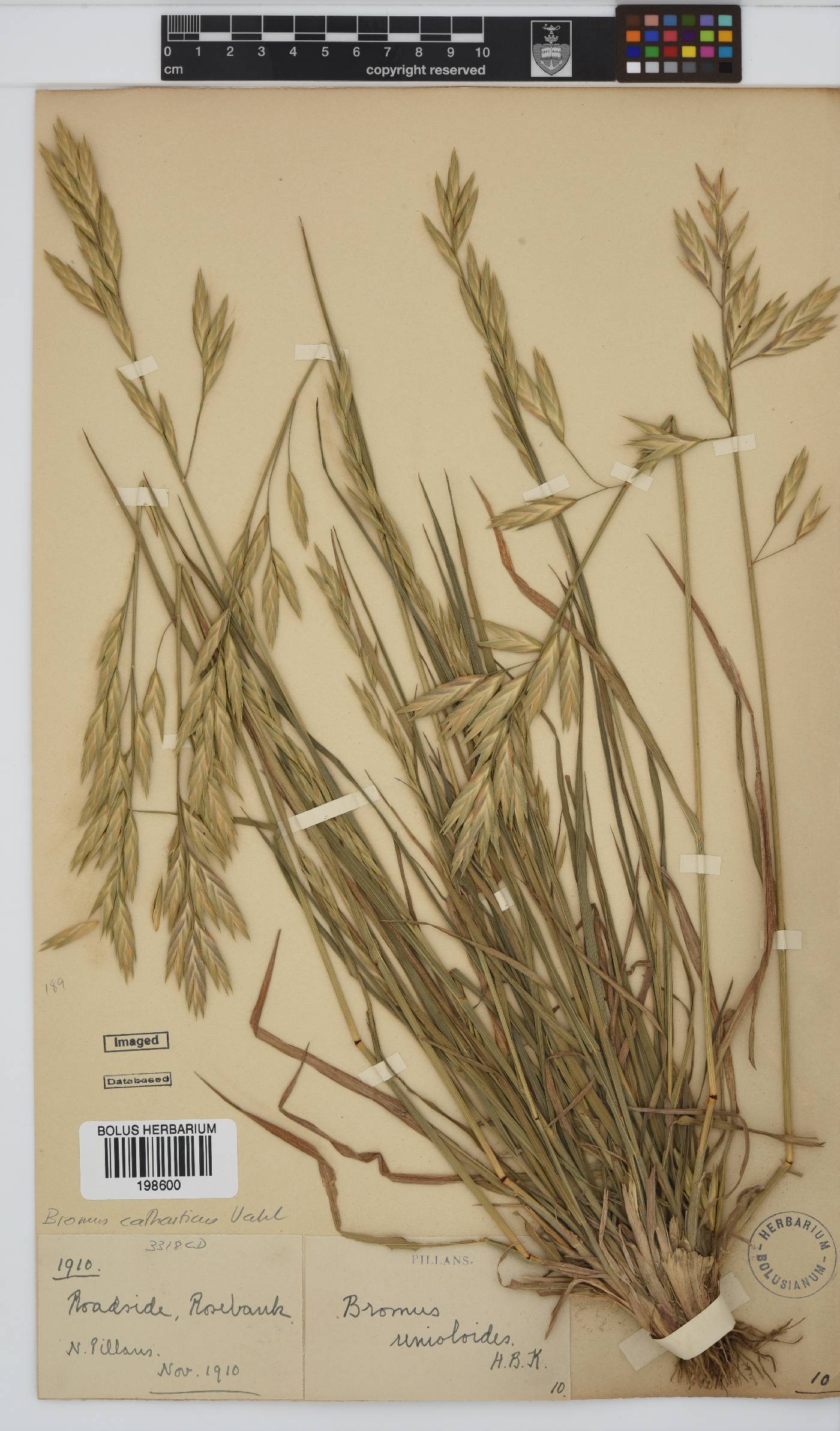Bromus catharticus image