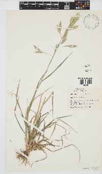 Bromus catharticus image