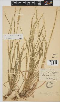 Bromus catharticus image