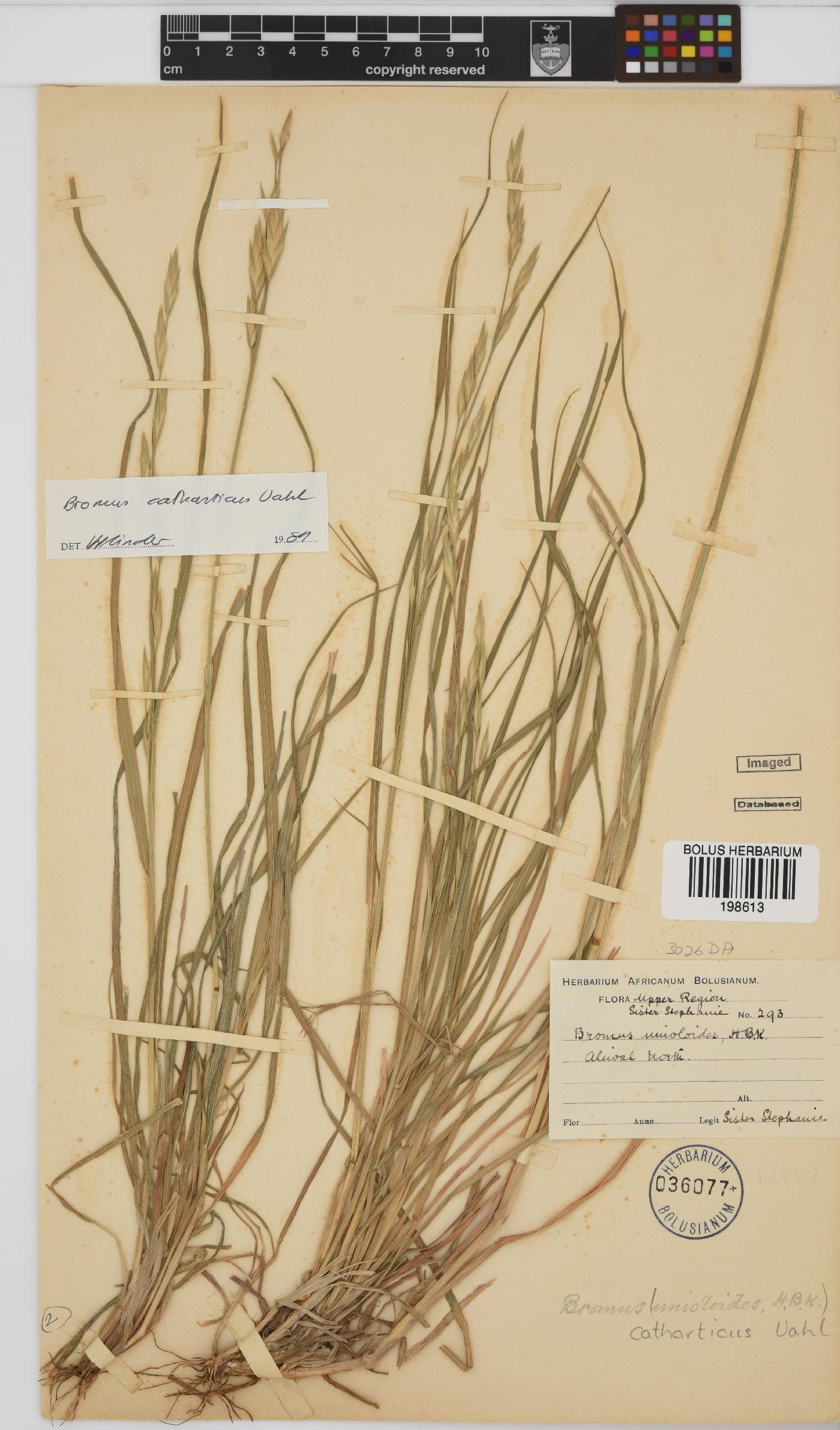 Bromus catharticus image