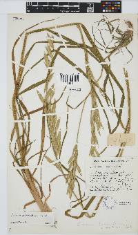 Bromus catharticus image