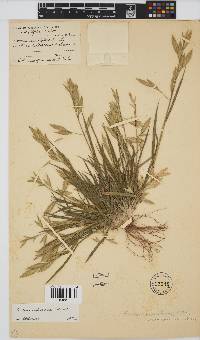 Bromus catharticus image