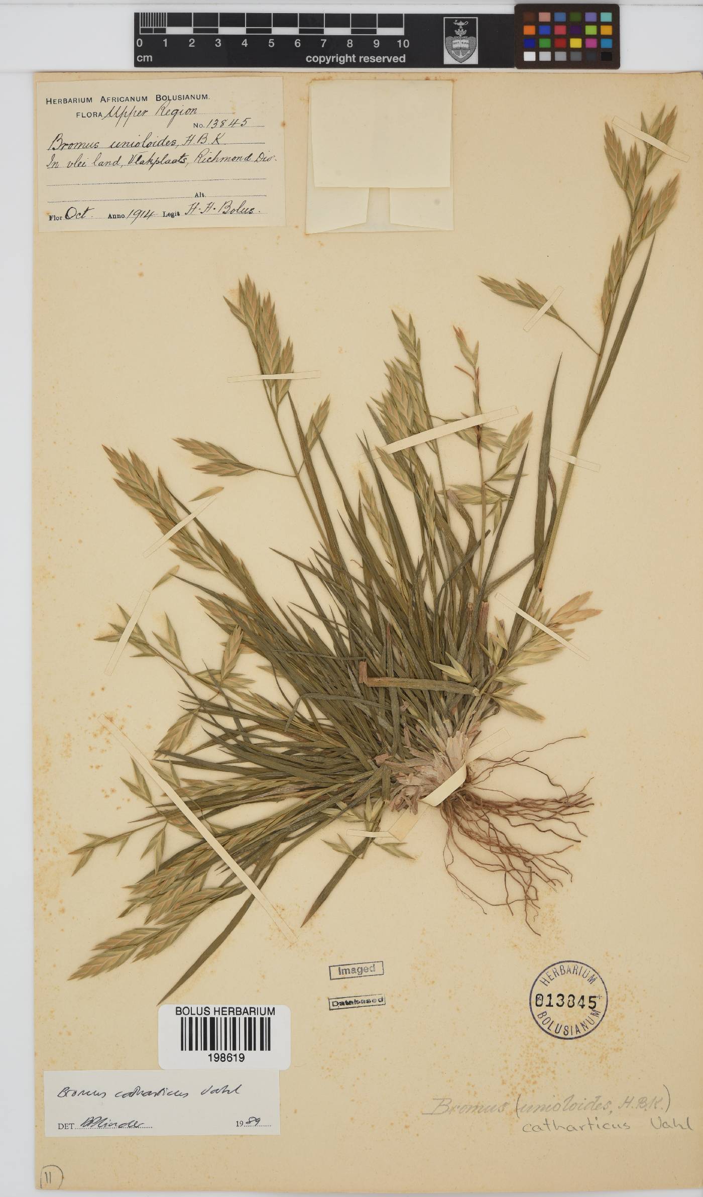 Bromus catharticus image