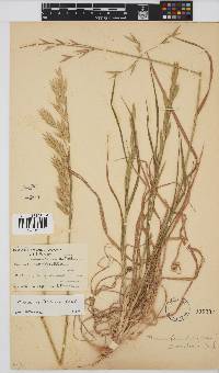 Bromus catharticus image