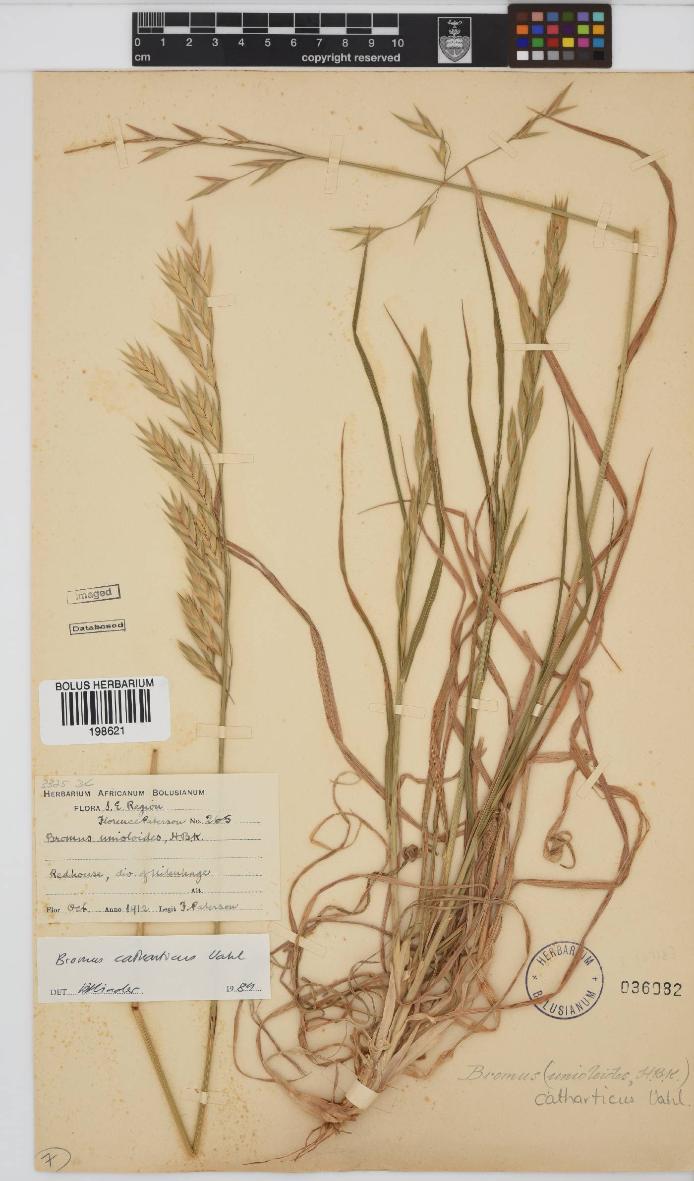 Bromus catharticus image
