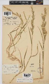 Bromus catharticus image