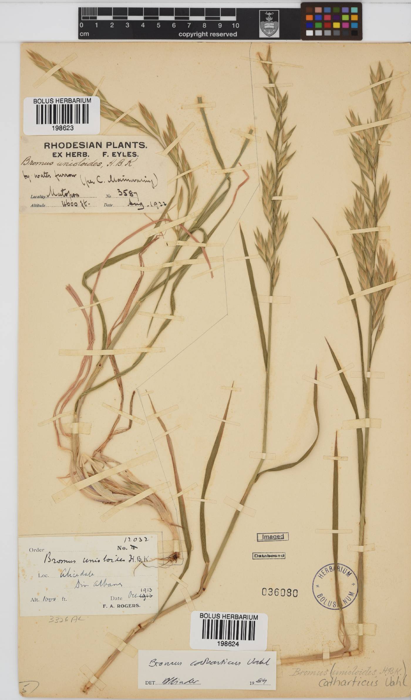 Bromus catharticus image